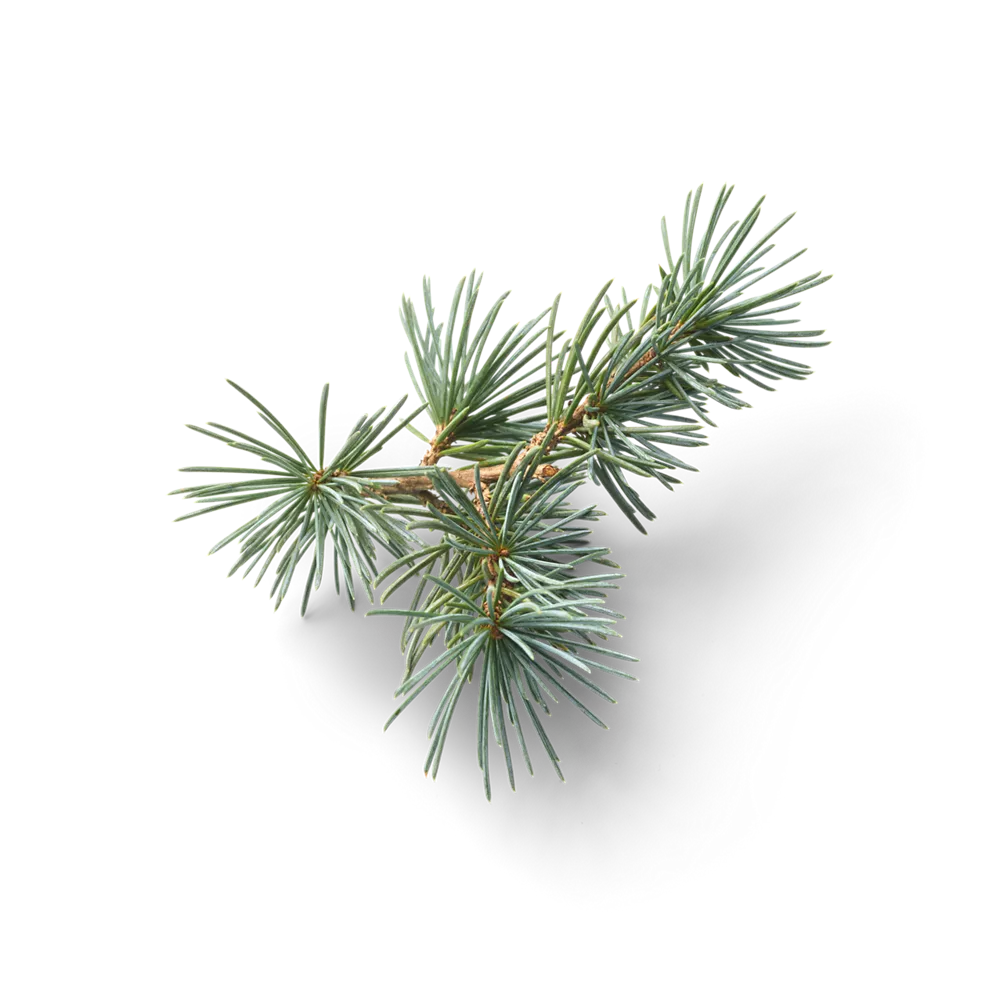 MEHR Óleo de chuveiro, óleo de banho