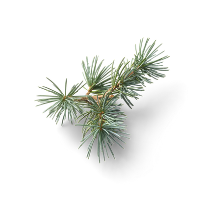 MEHR Óleo de chuveiro, óleo de banho